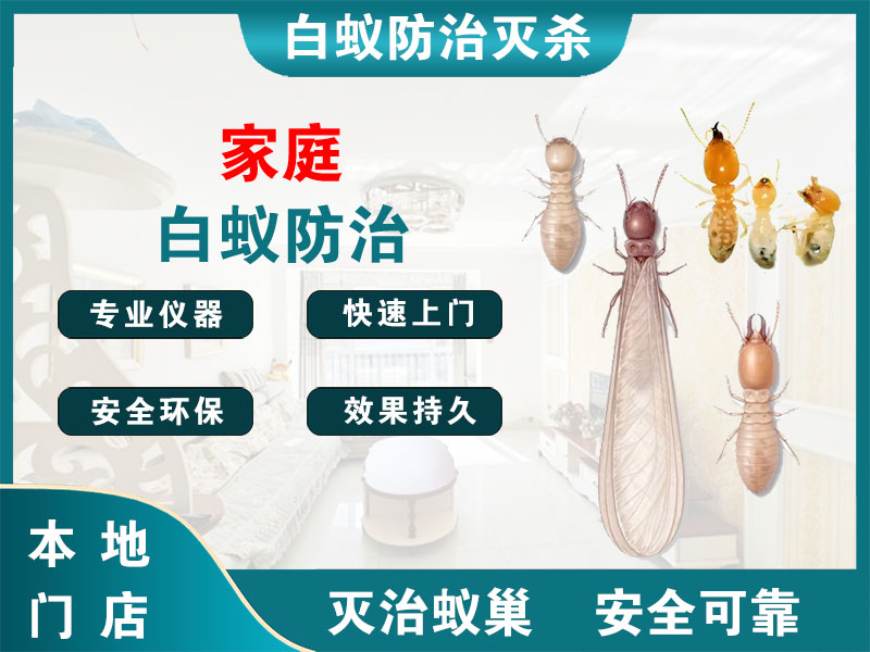 杨浦区家庭白蚁防治