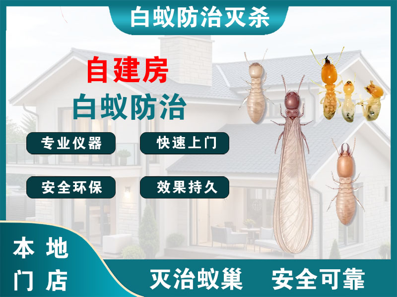 杨浦区自建房白蚁防治