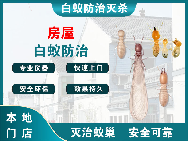 杨浦区房屋白蚁防治